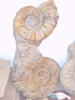 Foto: Proposta di vendita Conchiglie, fossila e pietra DOBLE AMMONITES 100% NATURALES 100% OREGINALES
