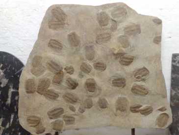 Foto: Proposta di vendita Conchiglie, fossila e pietra