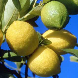 Foto: Proposta di vendita Frutta e leguma Limone