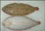 Foto: Proposta di vendita Pesce