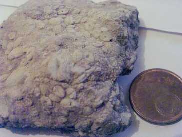 Foto: Proposta di vendita Conchiglie, fossila e pietra MAR DE CONCHAS