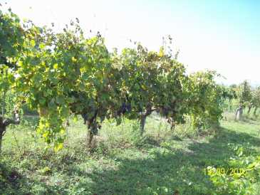 Foto: Proposta di vendita Vini Italia