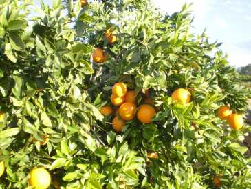 Foto: Proposta di vendita Frutta e leguma Arancia