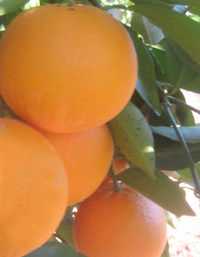 Foto: Proposta di vendita Frutta e legumi Arancia