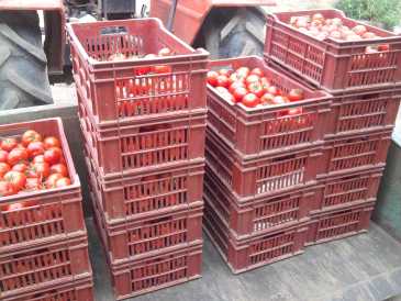 Foto: Proposta di vendita Frutta e legumi Pomodoro