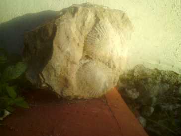 Foto: Proposta di vendita Conchiglie, fossile e pietra ESCARBANDO EN MI CASA