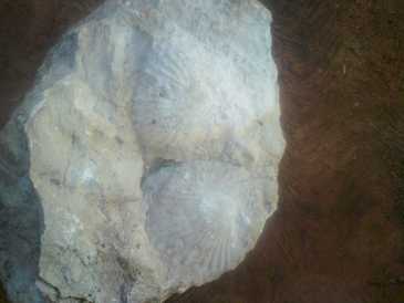 Foto: Proposta di vendita Conchiglie, fossile e pietra ESCARBANDO EN MI CASA