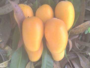 Foto: Proposta di vendita Frutta e leguma Mango