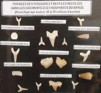 Foto: Proposta di vendita Conchiglie, fossile e pietra FOSSILI DEL CRETACEO-PALEOGENE