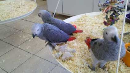Foto: Proposta di vendita 2 Uccelli
