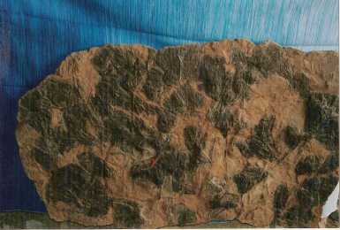 Foto: Proposta di vendita Conchiglie, fossile e pietra MAIN D'OEUVRE