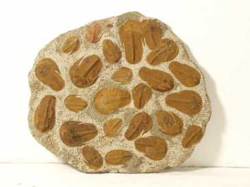 Foto: Proposta di vendita Conchiglie, fossila e pietra MAIN D'OEUVRE