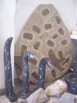 Foto: Proposta di vendita Conchiglie, fossile e pietra MAIN D'OEUVRE