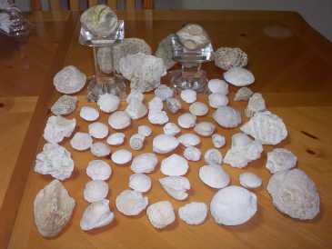 Foto: Proposta di vendita Conchiglie, fossili e pietre COQUILLAGES,FOSSILES,PIERRES