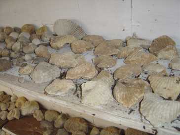 Foto: Proposta di vendita Conchiglie, fossile e pietra